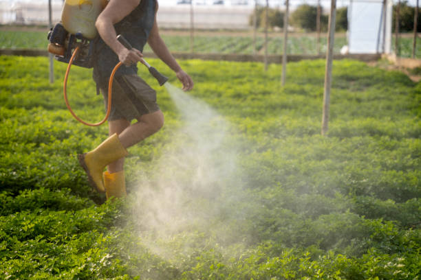 Best Ant Control Services  in West Haverstraw, NY